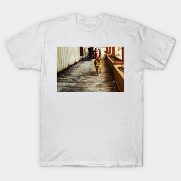 Country Store Cat 1 T-Shirt by Robert Alsop